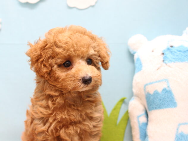 愛媛県のトイプードル(トイ) (アミーゴ今治店/2026年5月25日生まれ/女の子/オレンジフォーン)の子犬の3枚目の画像