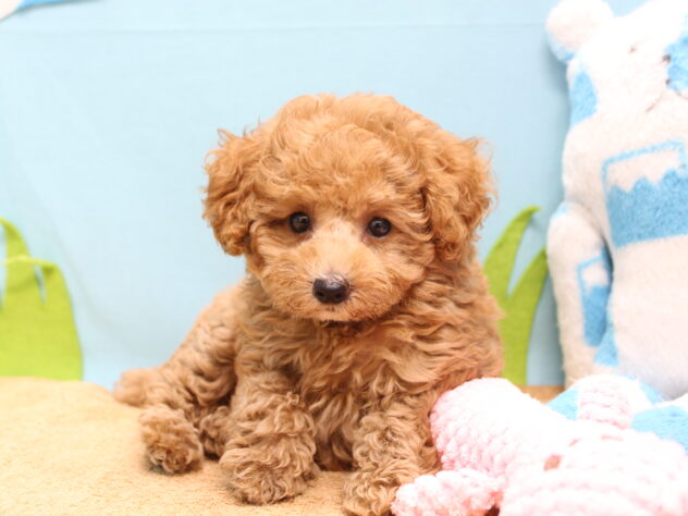 愛媛県のトイプードル(トイ) (アミーゴ今治店/2026年5月25日生まれ/女の子/オレンジフォーン)の子犬の1枚目の画像