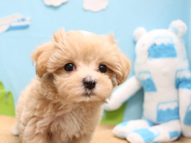 愛媛県のハーフ犬・ミックス犬 (アミーゴ今治店/2026年6月4日生まれ/女の子/アプリコット)の子犬の1枚目の画像
