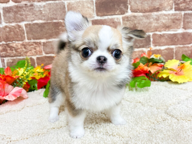 広島県のチワワ(ロング) (アミーゴ西条店/2026年5月23日生まれ/男の子/レッドホワイト)の子犬の2枚目の画像