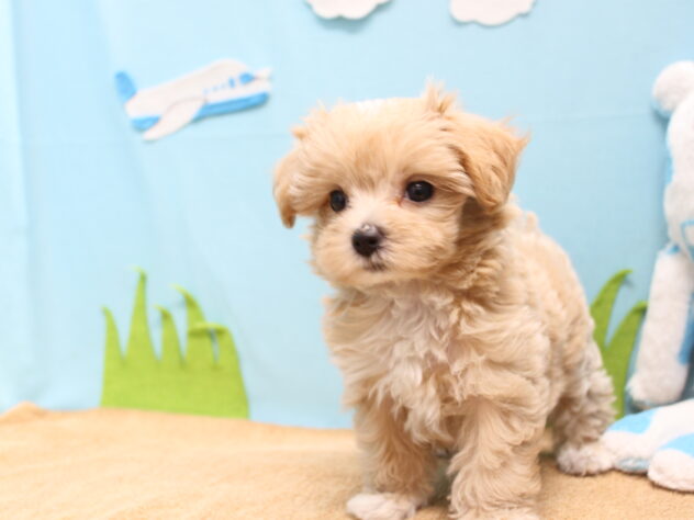 愛媛県のハーフ犬・ミックス犬 (アミーゴ今治店/2026年6月4日生まれ/女の子/アプリコット)の子犬の2枚目の画像