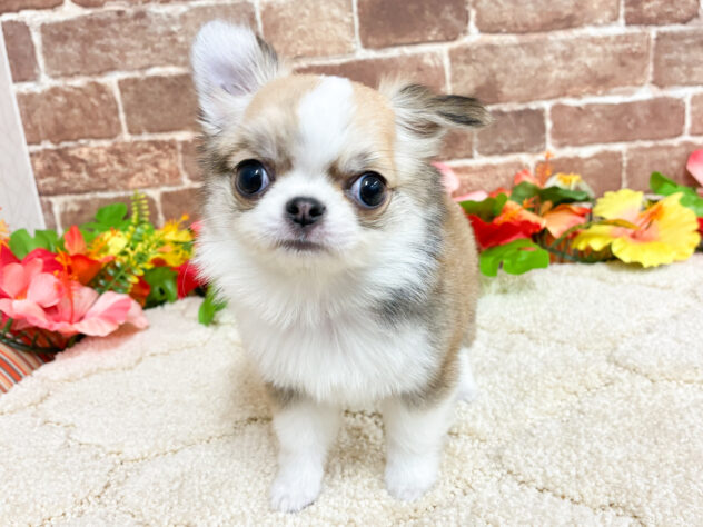 広島県のチワワ(ロング) (アミーゴ西条店/2026年5月23日生まれ/男の子/レッドホワイト)の子犬の1枚目の画像