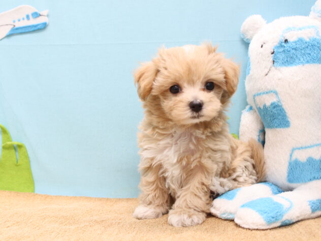 愛媛県のハーフ犬・ミックス犬 (アミーゴ今治店/2026年6月4日生まれ/女の子/アプリコット)の子犬の3枚目の画像