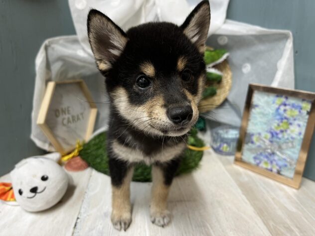 高知県の豆柴 (ワンキャラット アミーゴ高知店/2026年4月5日生まれ/女の子/黒)の子犬の3枚目の画像