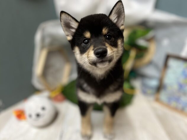 高知県の豆柴 (ワンキャラット アミーゴ高知店/2026年4月5日生まれ/女の子/黒)の子犬の4枚目の画像