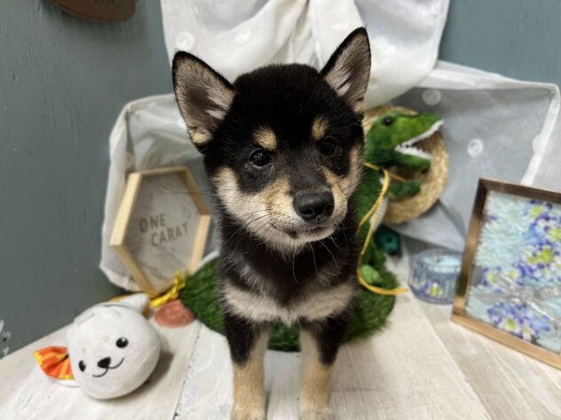 高知県の豆柴 (ワンキャラット アミーゴ高知店/2026年4月5日生まれ/女の子/黒)の子犬の2枚目の画像
