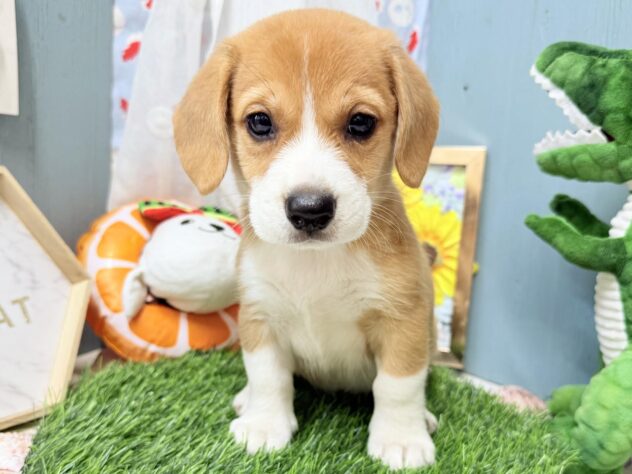 2026年5月30日生まれのハーフ犬・ミックス犬