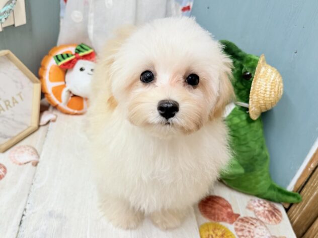 2026年3月1日生まれのハーフ犬・ミックス犬