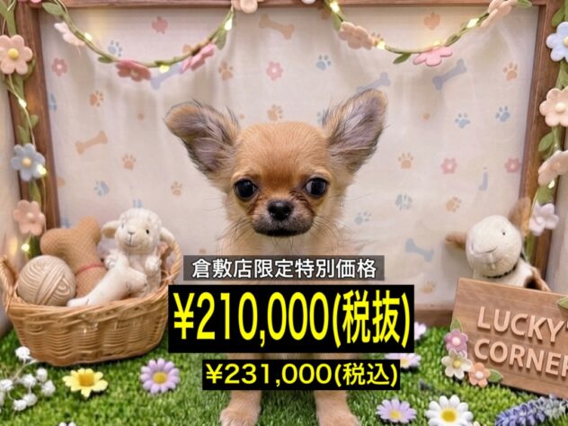 岡山県のチワワ(ロング) (アミーゴ倉敷店/2026年5月4日生まれ/女の子/フォーン)の子犬