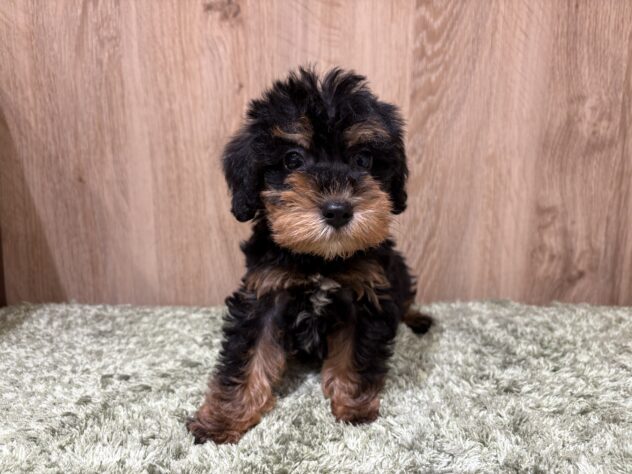 広島県のハーフ犬・ミックス犬 (アミーゴ広島商工センター店/2026年5月9日生まれ/男の子/ブラックタン)の子犬の2枚目の画像
