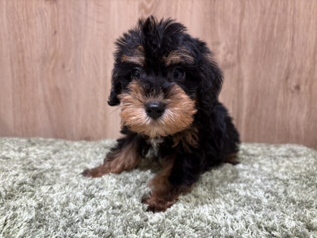 広島県のハーフ犬・ミックス犬 (アミーゴ広島商工センター店/2026年5月9日生まれ/男の子/ブラックタン)の子犬の1枚目の画像