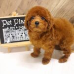 大阪府のトイプードル(トイ) (ペット・プラザ アミーゴ豊中服部店/2026年4月15日生まれ/女の子/レッドフォーン)の子犬の2枚目の画像