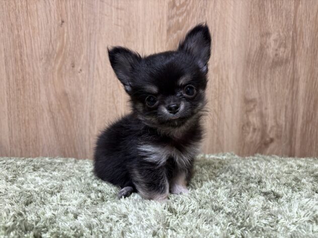 チワワ(ブラックタン)の子犬(2ページ目)を価格や特徴で探す|ペット