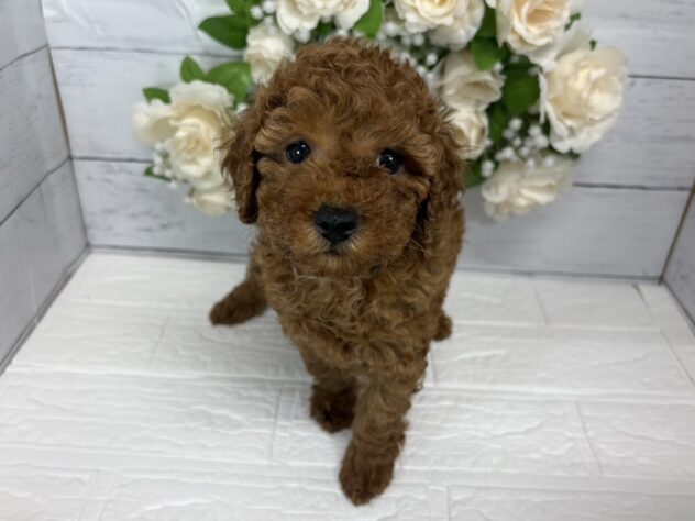 新潟県のトイプードル(トイ) (アミーゴ紫竹山店/2026年5月5日生まれ/女の子/レッド)の子犬