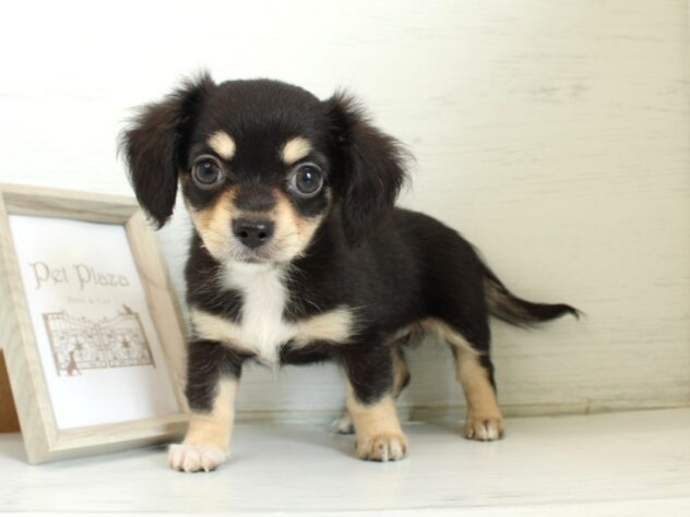 兵庫県のハーフ犬・ミックス犬 (ペット・プラザ アミーゴ神戸灘店/2026年5月13日生まれ/女の子/ブラックタン)の子犬の3枚目の画像