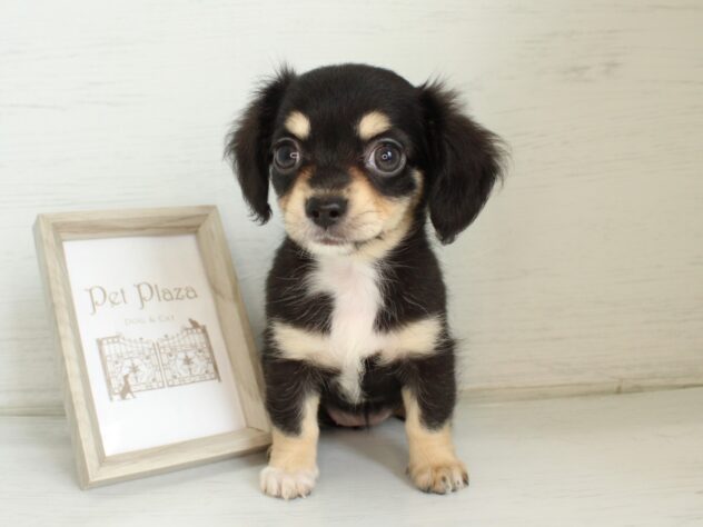 兵庫県のハーフ犬・ミックス犬 (ペット・プラザ アミーゴ神戸灘店/2026年5月13日生まれ/女の子/ブラックタン)の子犬の4枚目の画像