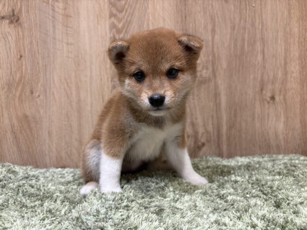 広島県の豆柴 (アミーゴ広島商工センター店/2026年5月19日生まれ/女の子/赤)の子犬の1枚目の画像