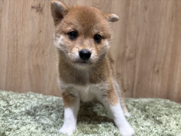広島県の豆柴 (アミーゴ広島商工センター店/2026年5月19日生まれ/女の子/赤)の子犬の2枚目の画像