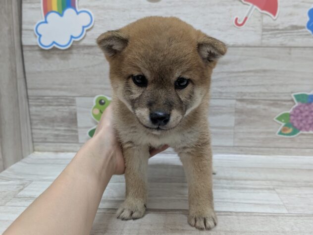 岩手県の柴犬(標準サイズ) (アミーゴ一関店/2026年4月28日生まれ/女の子/赤)の子犬