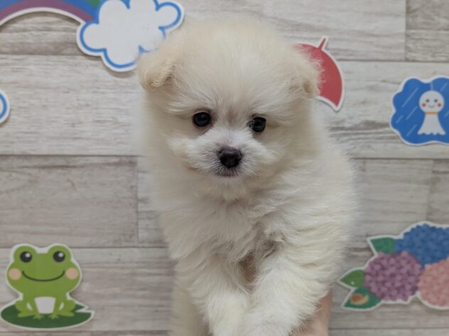 岩手県のハーフ犬・ミックス犬 (アミーゴ一関店/2026年4月29日生まれ/男の子/ホワイトクリーム)の子犬