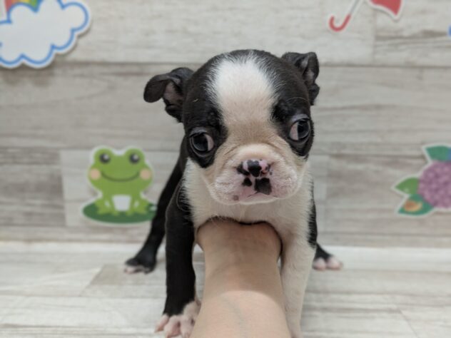 岩手県のボストンテリア (アミーゴ一関店/2026年4月29日生まれ/男の子/ボストンカラー)の子犬
