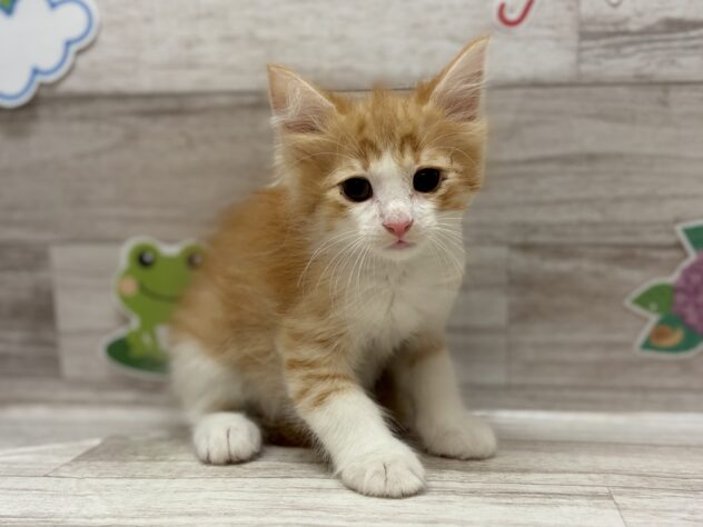 岩手県のノルウェージャンフォレストキャット (アミーゴ一関店/2026年4月22日生まれ/男の子/レッドタビーホワイト)の子猫