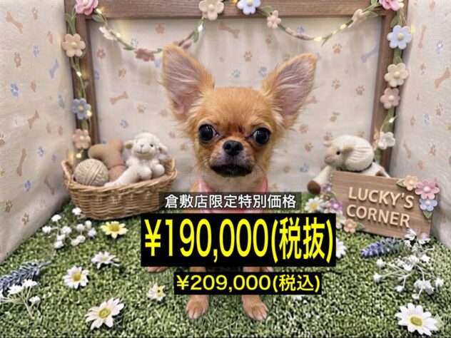 岡山県のチワワ(ロング) (アミーゴ倉敷店/2026年5月4日生まれ/女の子/フォーン)の子犬