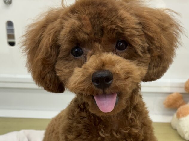 新潟県のトイプードル(トイ) (アミーゴ新潟小新店/2026年3月5日生まれ/男の子/レッド)の子犬の1枚目の画像