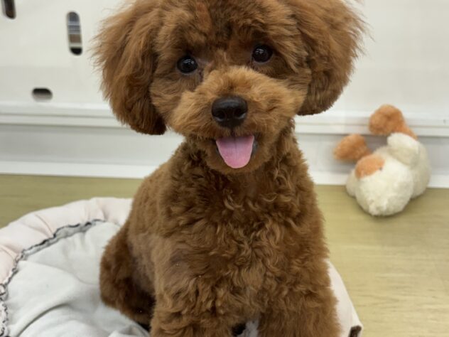 新潟県のトイプードル(トイ) (アミーゴ新潟小新店/2026年3月5日生まれ/男の子/レッド)の子犬の2枚目の画像