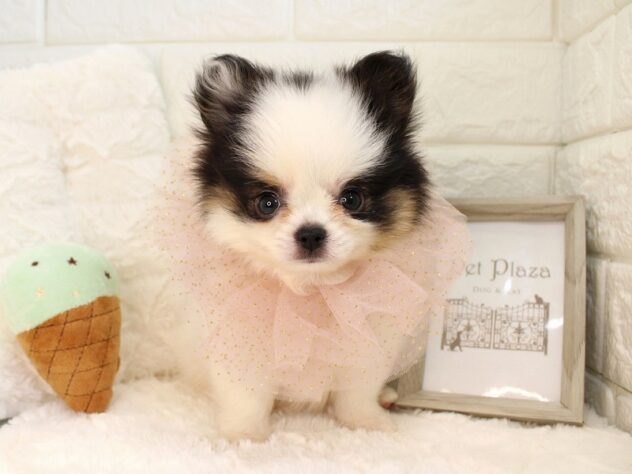 兵庫県のハーフ犬・ミックス犬 (ペット・プラザ アミーゴ神戸灘店/2026年5月28日生まれ/男の子/ブラックタンホワイト)の子犬の2枚目の画像