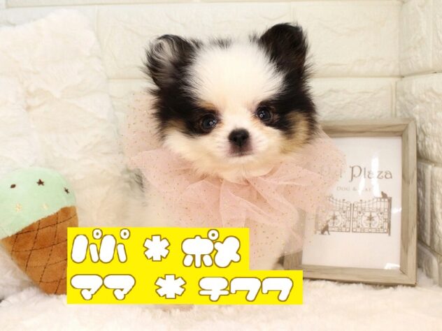 兵庫県のハーフ犬・ミックス犬 (ペット・プラザ アミーゴ神戸灘店/2026年5月28日生まれ/男の子/ブラックタンホワイト)の子犬の1枚目の画像