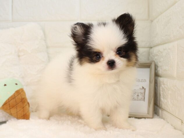 兵庫県のハーフ犬・ミックス犬 (ペット・プラザ アミーゴ神戸灘店/2026年5月28日生まれ/男の子/ブラックタンホワイト)の子犬の3枚目の画像