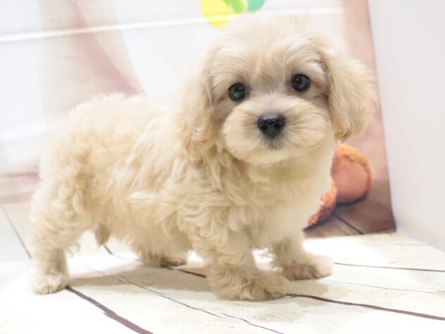 大阪府のハーフ犬・ミックス犬 (アミーゴ鳳店/2026年5月5日生まれ/女の子/クリーム)の子犬の2枚目の画像
