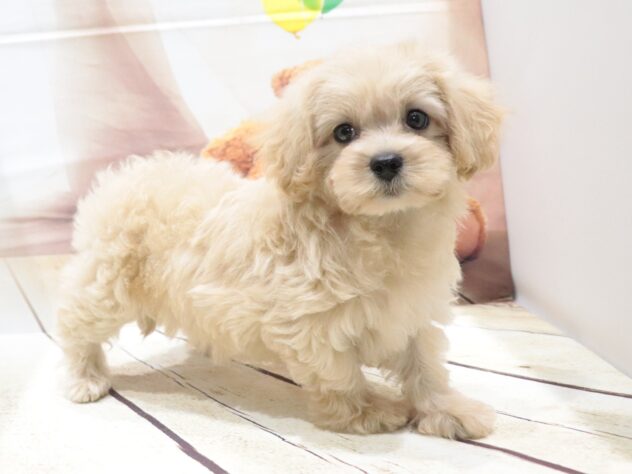 大阪府のハーフ犬・ミックス犬 (アミーゴ鳳店/2026年5月5日生まれ/女の子/クリーム)の子犬の3枚目の画像