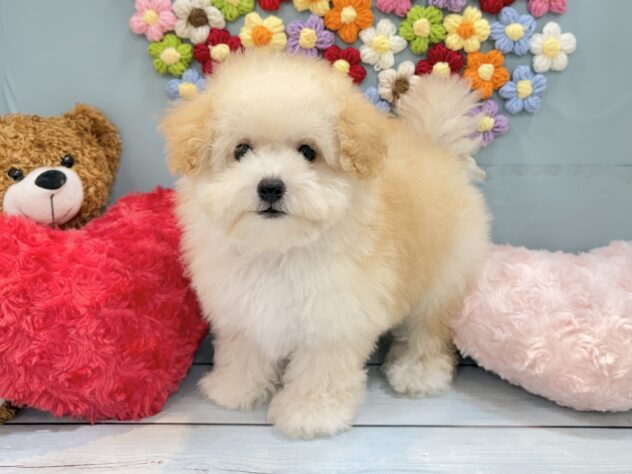 兵庫県のトイプードル(トイ) (ワンキャラット アミーゴ姫路飾磨店/2026年4月29日生まれ/女の子/ホワイト)の子犬の3枚目の画像