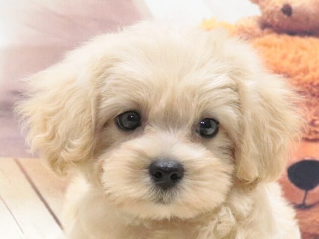 大阪府のハーフ犬・ミックス犬 (アミーゴ鳳店/2026年5月5日生まれ/女の子/クリーム)の子犬の4枚目の画像