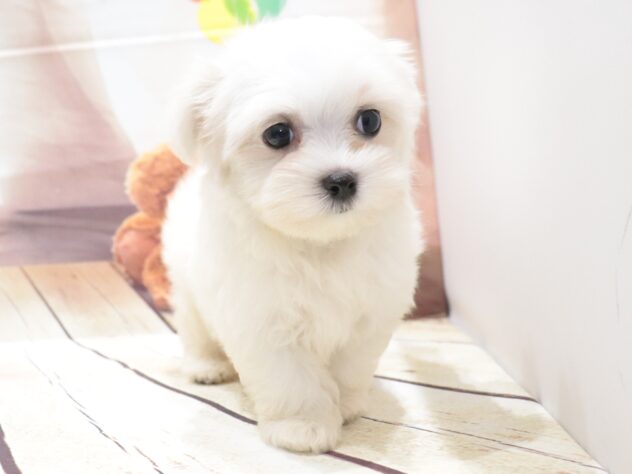 大阪府のマルチーズ (アミーゴ鳳店/2026年5月6日生まれ/女の子/ホワイト)の子犬の2枚目の画像