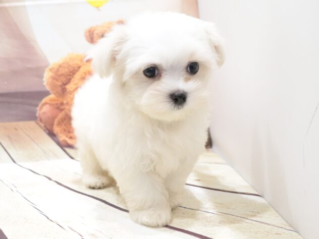 大阪府のマルチーズ (アミーゴ鳳店/2026年5月6日生まれ/女の子/ホワイト)の子犬の3枚目の画像