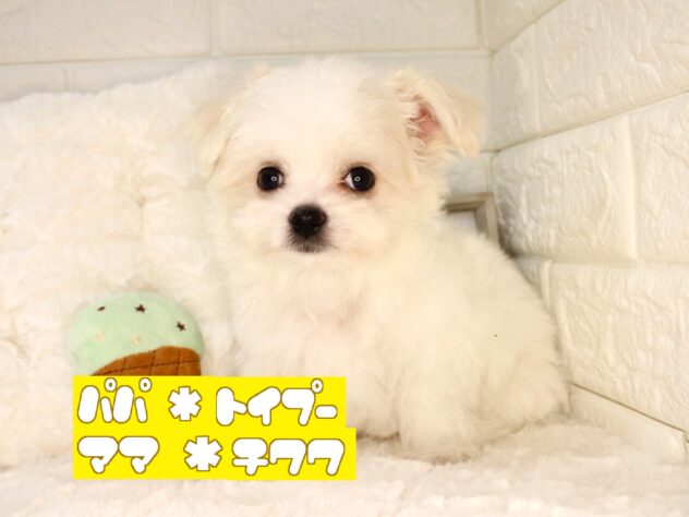 兵庫県のハーフ犬・ミックス犬 (ペット・プラザ アミーゴ神戸灘店/2026年5月26日生まれ/男の子/ホワイト)の子犬の1枚目の画像