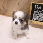 大阪府のチワワ(ロング) (ペット・プラザ アミーゴ豊中服部店/2026年5月2日生まれ/男の子/レッドホワイト)の子犬の2枚目の画像