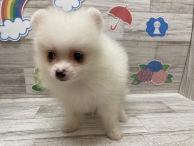 岩手県のポメラニアン (アミーゴ一関店/2026年5月6日生まれ/男の子/クリーム)の子犬
