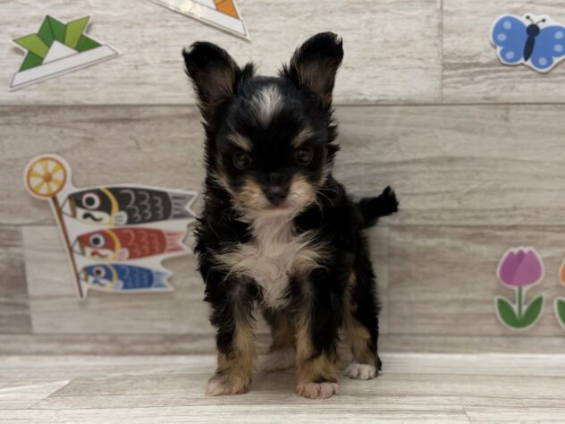 岩手県のハーフ犬・ミックス犬 (アミーゴ一関店/2026年3月31日生まれ/男の子/ブラックタン)の子犬