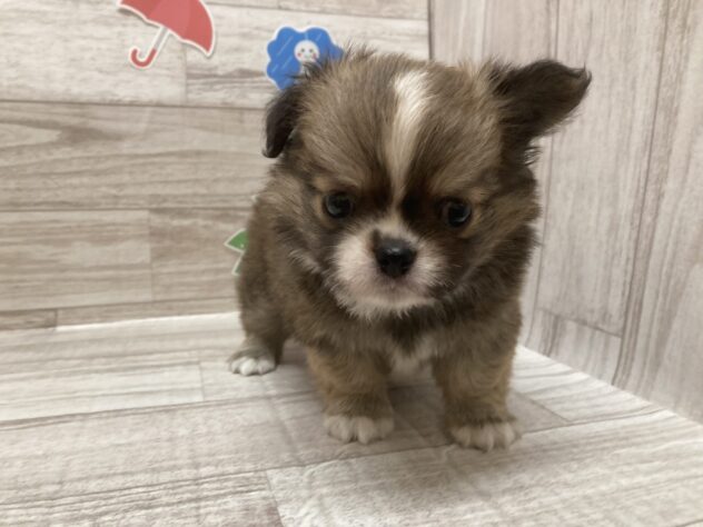岩手県のチワワ(ロング) (アミーゴ一関店/2026年4月22日生まれ/男の子/フォーンホワイト)の子犬