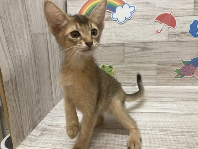 岩手県のソマリ (アミーゴ一関店/2026年4月13日生まれ/男の子/ルディ)の子猫