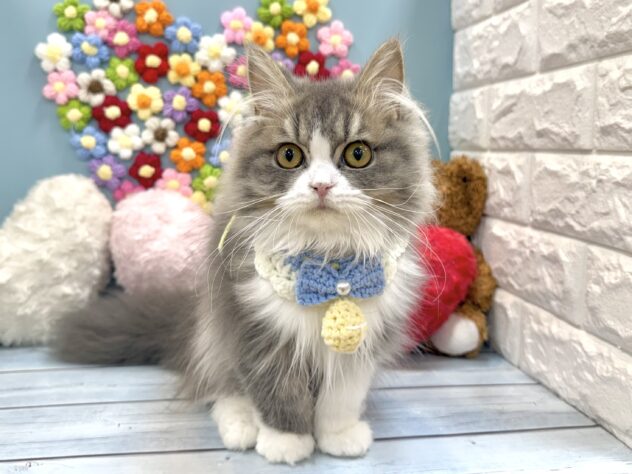 兵庫県のスコティッシュフォールド (ワンキャラット アミーゴ姫路飾磨店/2026年2月4日生まれ/男の子/ブルータビーホワイト)の子猫の2枚目の画像