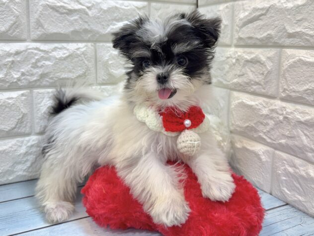 兵庫県のハーフ犬・ミックス犬 (ワンキャラット アミーゴ姫路飾磨店/2026年4月11日生まれ/女の子/ブラックタンホワイト)の子犬