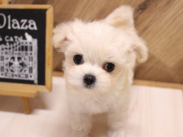 兵庫県のハーフ犬・ミックス犬 (ペット・プラザ アミーゴつかしん店/2026年5月10日生まれ/女の子/クリーム)の子犬の3枚目の画像