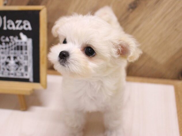 兵庫県のハーフ犬・ミックス犬 (ペット・プラザ アミーゴつかしん店/2026年5月10日生まれ/女の子/クリーム)の子犬の2枚目の画像