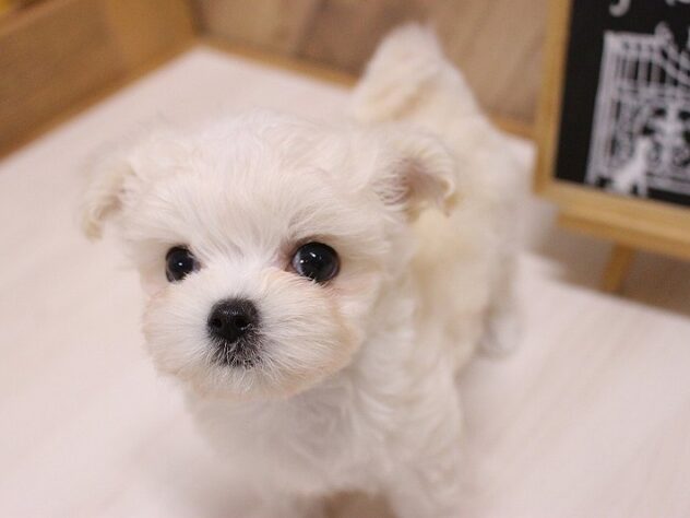 2026年5月10日生まれのハーフ犬・ミックス犬