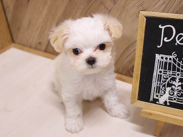 2026年5月10日生まれのハーフ犬・ミックス犬